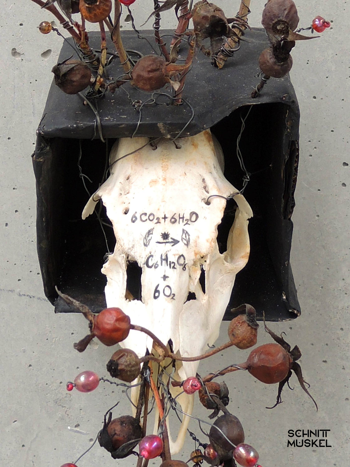 Memento Mori Kunst, Kunst aus Tierschädel, Schnittmuskel Kunst, 