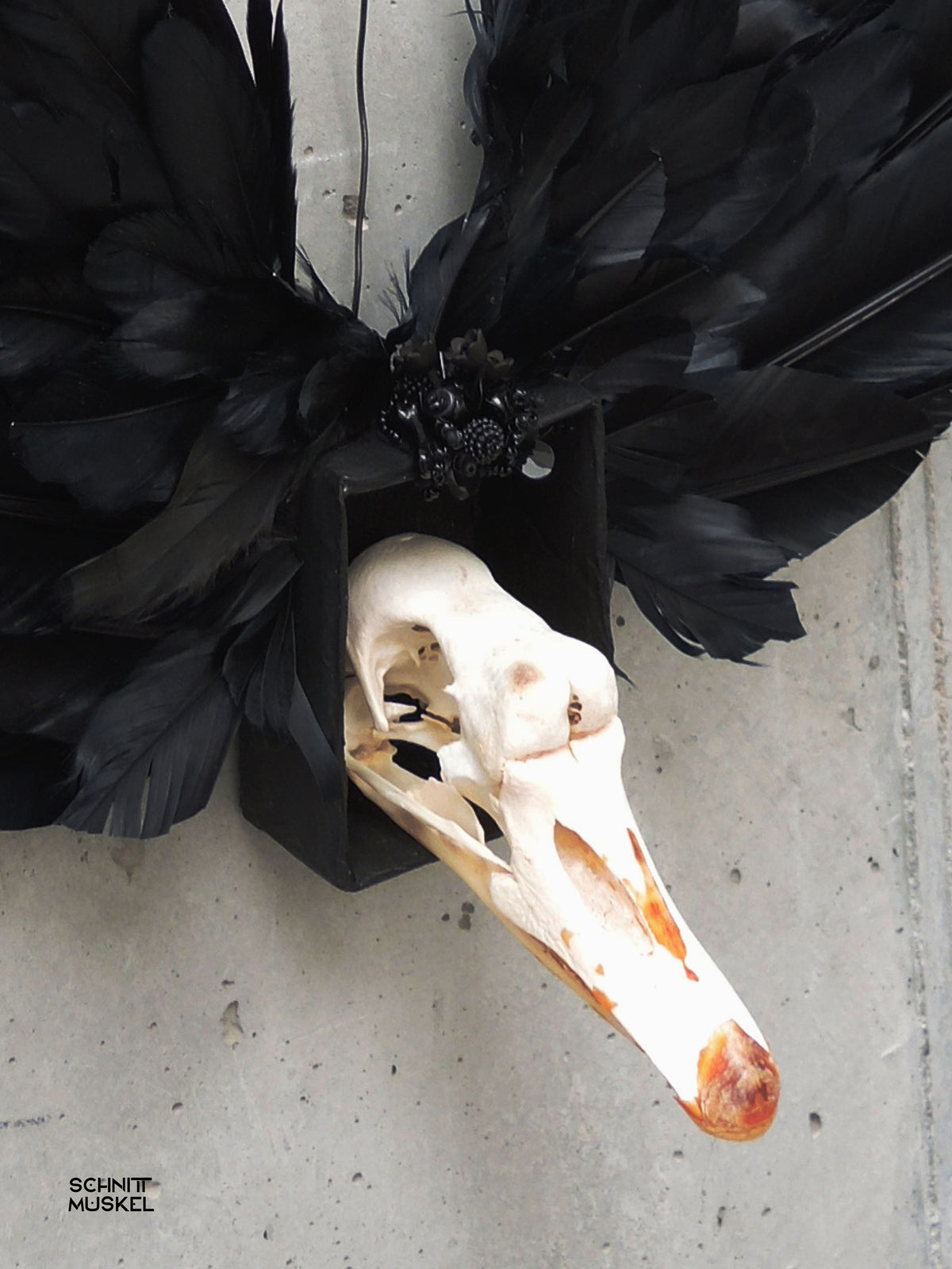 der schwarze Schwan, Artefakt aus der Welt von Schnittmuskel, Schwanschädel, schwarze Flügel