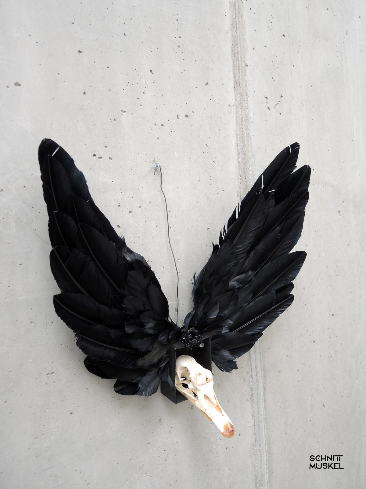 der schwarze Schwan, Artefakt aus der Welt von Schnittmuskel, Schwanschädel, schwarze Flügel