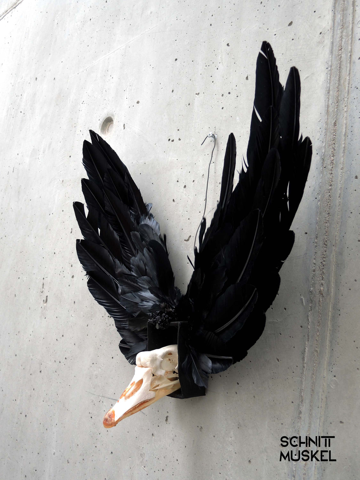 der schwarze Schwan, Artefakt aus der Welt von Schnittmuskel, Schwanschädel, schwarze Flügel