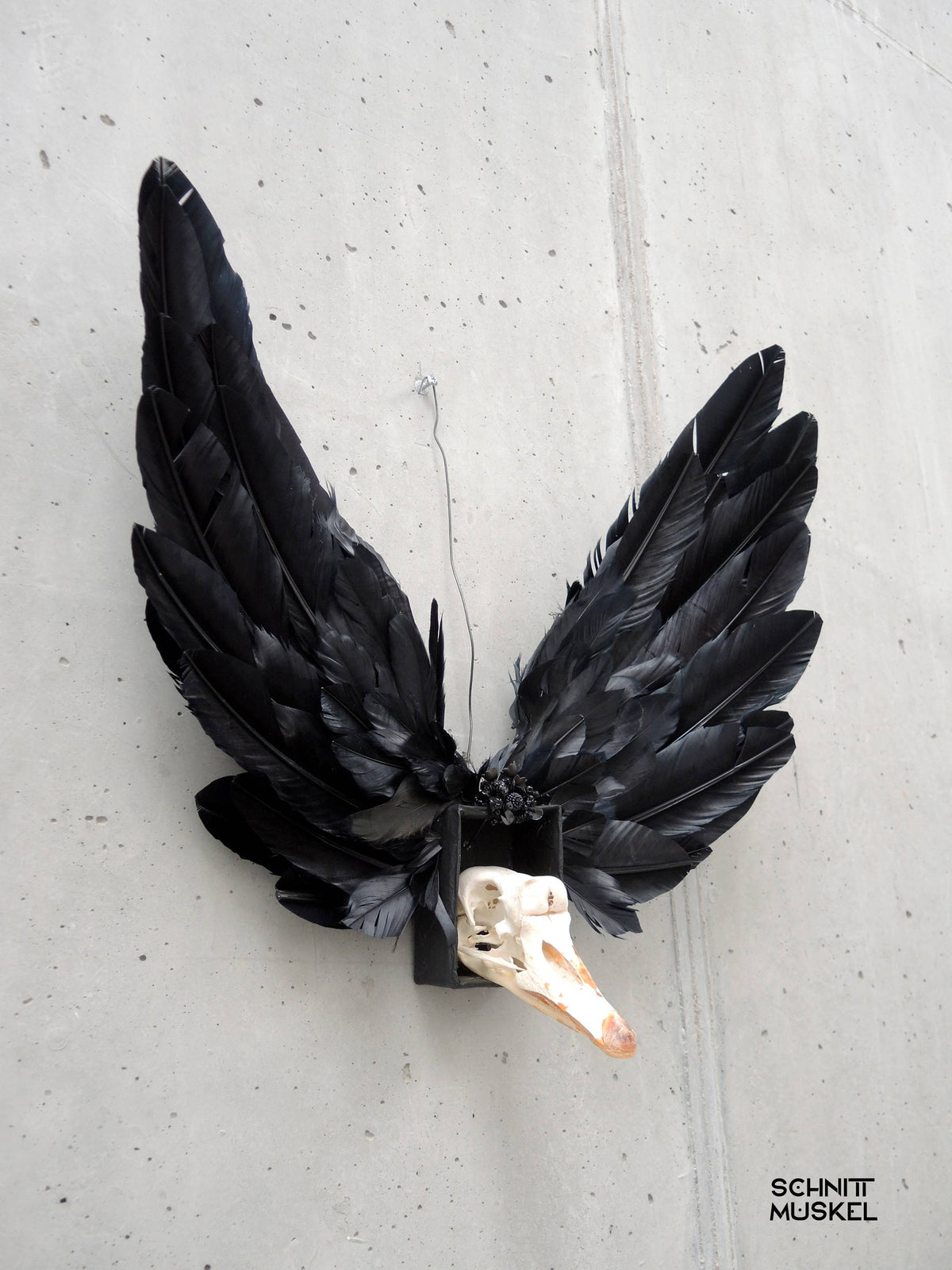 der schwarze Schwan, Artefakt aus der Welt von Schnittmuskel, Schwanschädel, schwarze Flügel