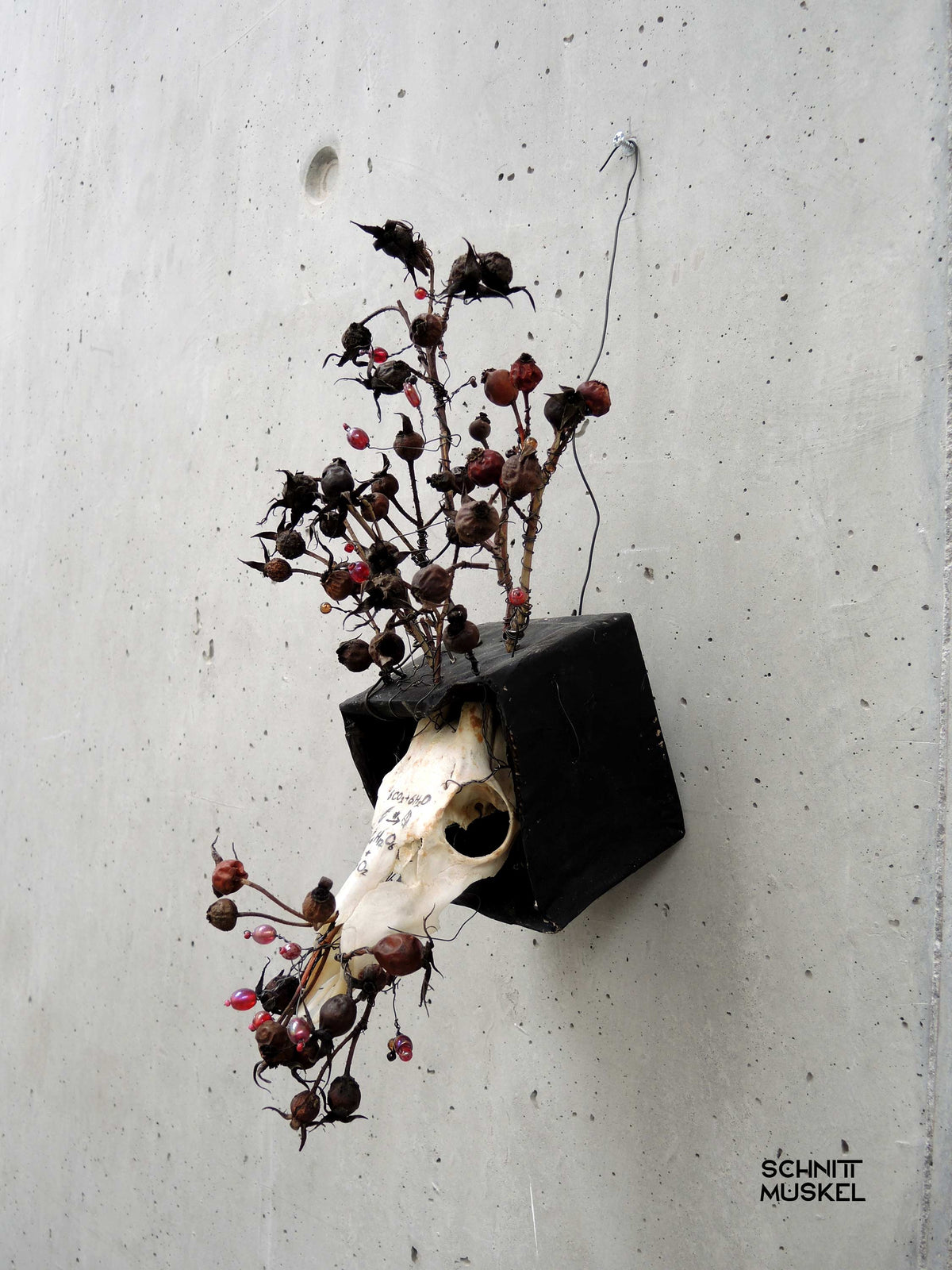 Memento Mori Kunst, Kunst aus Tierschädel, Schnittmuskel Kunst, 