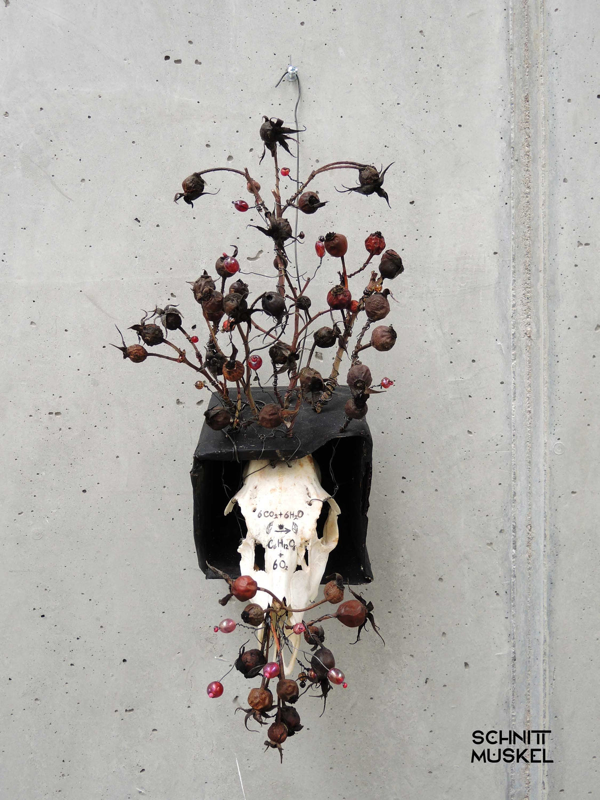 Memento Mori Kunst, Kunst aus Tierschädel, Schnittmuskel Kunst, 