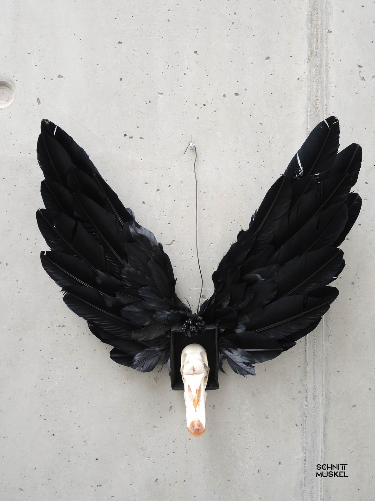 der schwarze Schwan, Artefakt aus der Welt von Schnittmuskel, Schwanschädel, schwarze Flügel